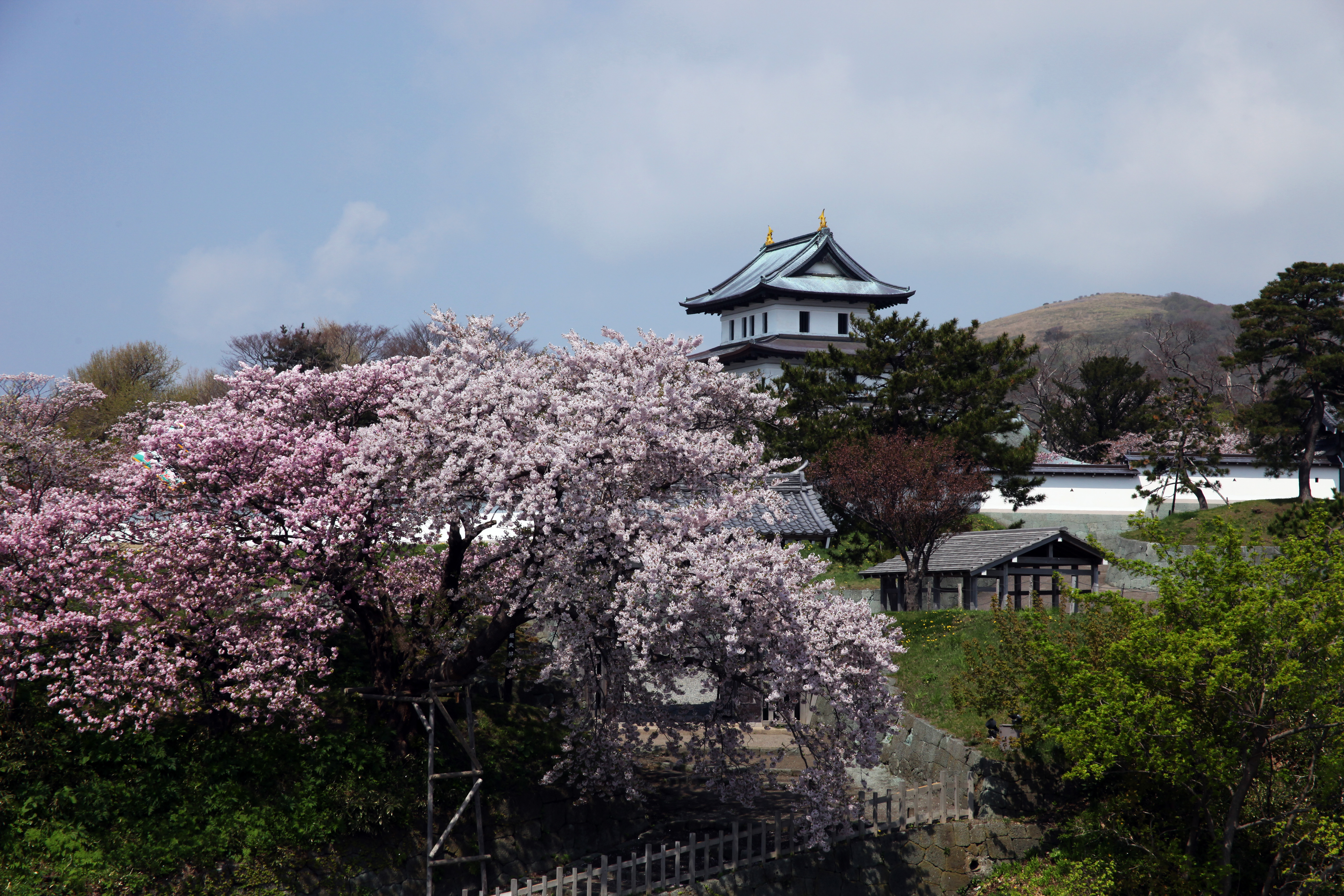 桜は約250種1万本あり、約１か月にわたり、お花見が楽しめる。